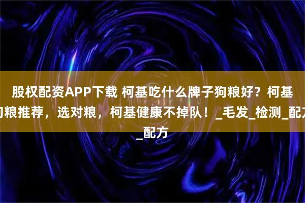 股权配资APP下载 柯基吃什么牌子狗粮好？柯基狗粮推荐，选对粮，柯基健康不掉队！_毛发_检测_配方
